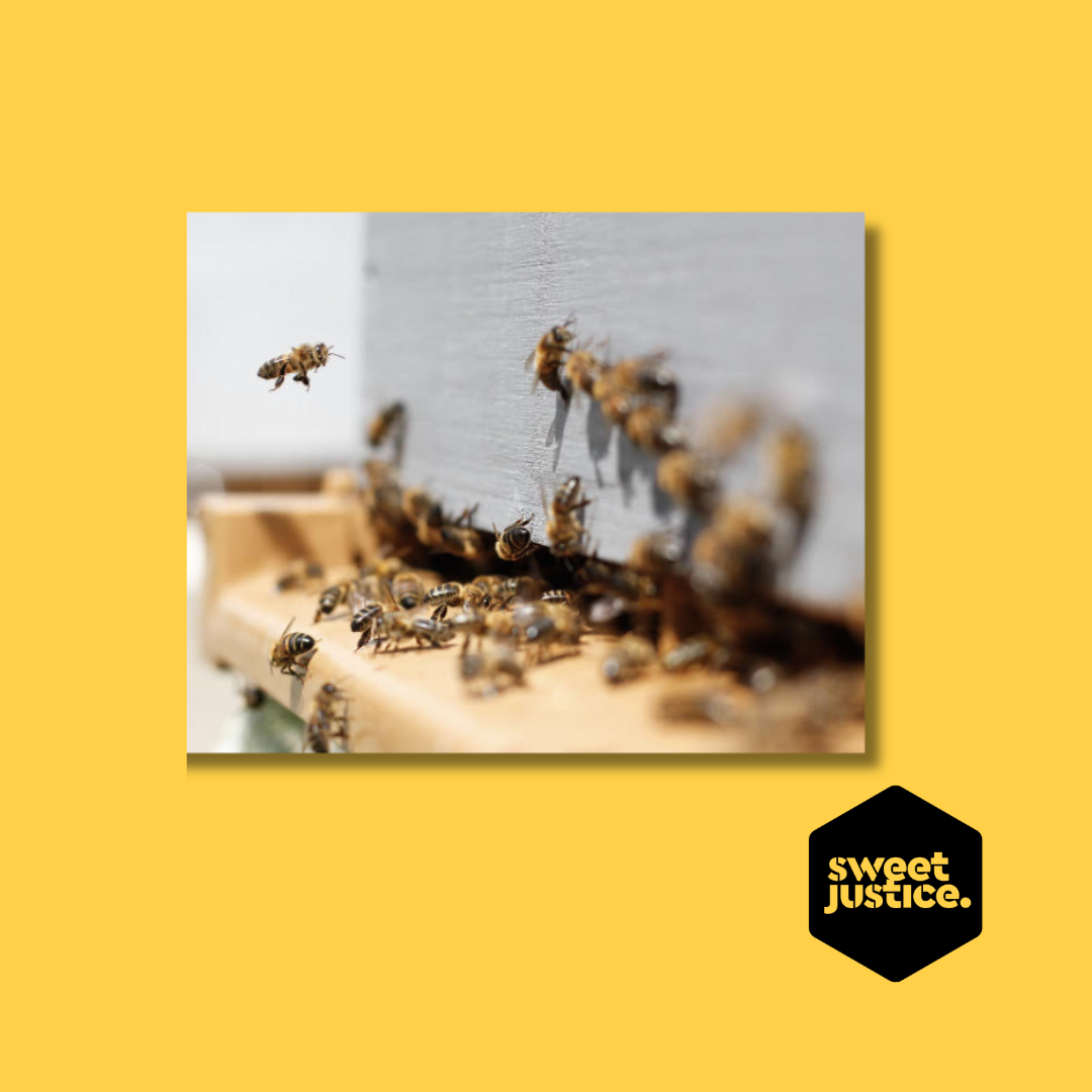 One-Box Hive with Bees & Mated Queen